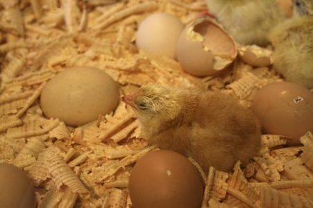 freshly hatched chick